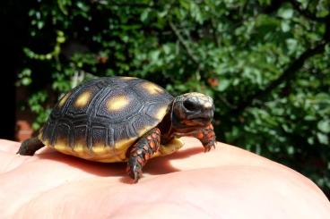 Schildkröten  kaufen und verkaufen Foto: Chelonoidis    carbonaria  