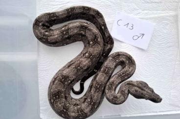 Boas kaufen und verkaufen Foto: Boa Constrictor Occidentalis Boas kaufen und verkaufen Foto: Boa Constrictor Occidentalis
