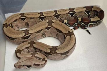 Boas kaufen und verkaufen Foto: Boa constrictor - Surinam Redtailboa Boas kaufen und verkaufen Foto: Boa constrictor - Surinam Redtailboa