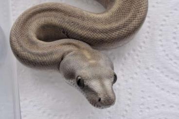 Boas kaufen und verkaufen Photo: Boa constrictor Longicauda Zero Boas kaufen und verkaufen Photo: Boa constrictor Longicauda Zero