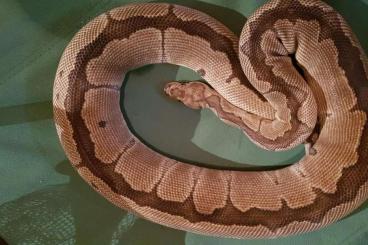 Pythons kaufen und verkaufen Photo: Python regius Weibchen zur Abgabe
