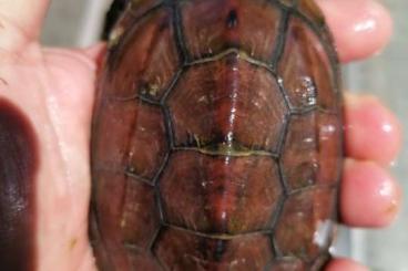 Sumpfschildkröten kaufen und verkaufen Foto: Chinesische Dreikiel-Sumpfschildkröte
