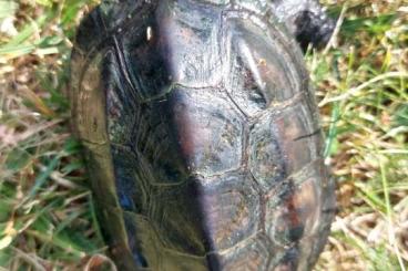 Turtles kaufen und verkaufen Photo: Diamantschildkröte, Chinesische Dreikiel Turtles kaufen und verkaufen Photo: Diamantschildkröte, Chinesische Dreikiel