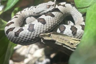Giftschlangen kaufen und verkaufen Foto: Vipera Transcaucasiana Giftschlangen kaufen und verkaufen Foto: Vipera Transcaucasiana
