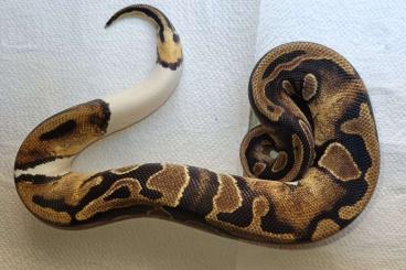 Königspythons kaufen und verkaufen Foto: Biete 0.1 Piebald het Ultramel Nz 24 Königspythons kaufen und verkaufen Foto: Biete 0.1 Piebald het Ultramel Nz 24