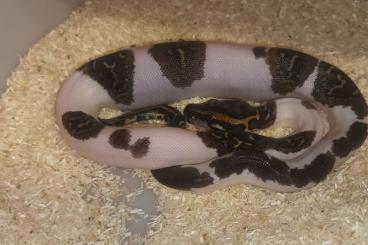 Pythons kaufen und verkaufen Foto: 0.1 Pied Pos. Caramel tigerpython