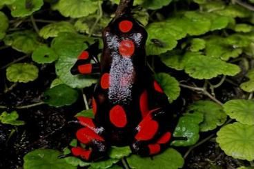 frogs kaufen und verkaufen Photo: Oophaga Histrionica Bahia Solano frogs kaufen und verkaufen Photo: Oophaga Histrionica Bahia Solano