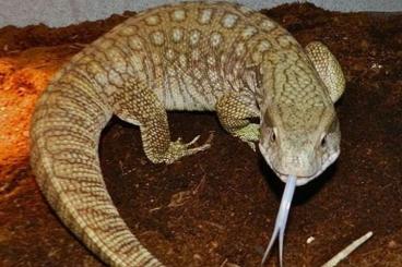Lizards kaufen und verkaufen Photo: Suche Steppenwaran Jungtier (Varanus exanthematicus) Lizards kaufen und verkaufen Photo: Suche Steppenwaran Jungtier (Varanus exanthematicus)