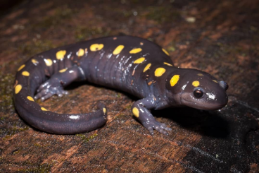 Salamander kaufen und verkaufen Foto: Suche Ambystoma Maculatum