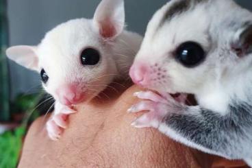 Other kaufen und verkaufen Photo: Sugar Glider Platinum & leucistic 