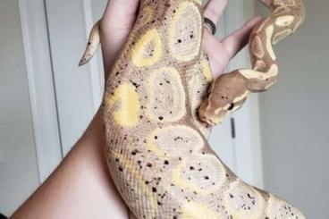 Snakes kaufen und verkaufen Photo: Banana Black Pastel Ball python 