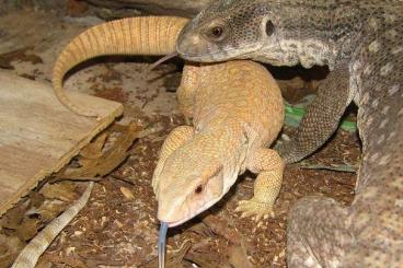 Echsen  kaufen und verkaufen Foto: Varanus Rxanthematicus (Caramel, Hypo, albino) 