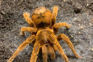 Spiders and Scorpions kaufen und verkaufen Photo: Suche Pamphobeteus ultramarinus 1.0