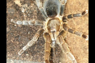 Spiders and Scorpions kaufen und verkaufen Photo: Suche Euthycaelus spec boyaca 1.0