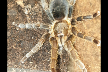 Spiders and Scorpions kaufen und verkaufen Photo: Suche Euthycaelus spec boyaca 1.0 Spiders and Scorpions kaufen und verkaufen Photo: Suche Euthycaelus spec boyaca 1.0