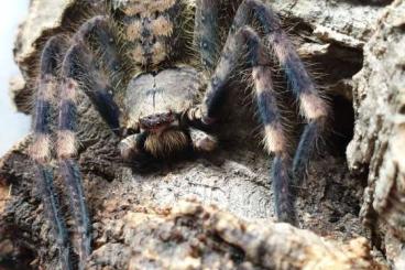 Spiders and Scorpions kaufen und verkaufen Photo: Tausche Barylestis scutatus 1.0 frisch Spiders and Scorpions kaufen und verkaufen Photo: Tausche Barylestis scutatus 1.0 frisch