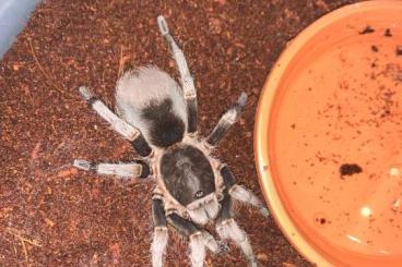 Spinnen und Skorpione kaufen und verkaufen Foto: Suche Cyclosternum spec. naranjal 1.0