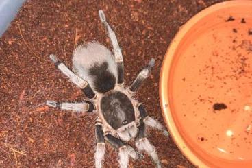 Spiders and Scorpions kaufen und verkaufen Photo: Suche Cyclosternum spec. naranjal 1.0 Spiders and Scorpions kaufen und verkaufen Photo: Suche Cyclosternum spec. naranjal 1.0