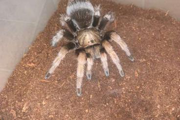 Spinnen und Skorpione kaufen und verkaufen Foto: Suche Aphonopelma spec. Michoacán 1.0