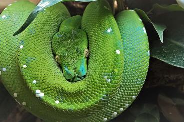 Pythons kaufen und verkaufen Foto: 1.0 Morelia viridis  Aru  gesucht