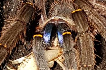 Spinnen und Skorpione kaufen und verkaufen Foto: E. cyanognathus, Ps. cambridgei, irminia 