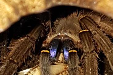 Spiders and Scorpions kaufen und verkaufen Photo: E. cyanognathus, Ps. cambridgei, irminia 