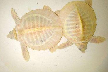 Sumpfschildkröten kaufen und verkaufen Foto: Leucistic /Platinum Carettochelys insculpta