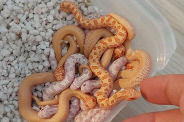Schlangen kaufen und verkaufen Foto: Heterodon nasicus Hognose Snow