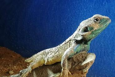 Lizards kaufen und verkaufen Photo: Xenagama wilmsi.................. Lizards kaufen und verkaufen Photo: Xenagama wilmsi..................