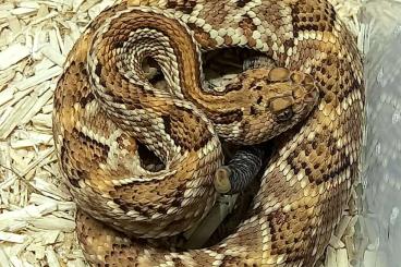 Giftschlangen kaufen und verkaufen Foto: Aruba rattlesnakes - Crotalus unicolor Giftschlangen kaufen und verkaufen Foto: Aruba rattlesnakes - Crotalus unicolor