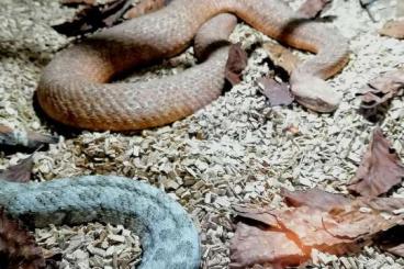Giftschlangen kaufen und verkaufen Photo: Venomous snakes Hamm September Giftschlangen kaufen und verkaufen Photo: Venomous snakes Hamm September