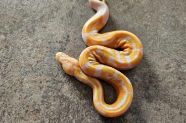 Snakes kaufen und verkaufen Photo: Königspython Nachzucht 2023