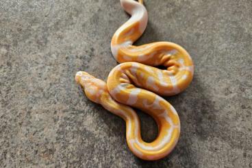 Pythons kaufen und verkaufen Photo: Königspython Nachzucht 2023
