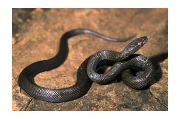 Snakes kaufen und verkaufen Photo: African house snakes 1.1 (black togo morph)