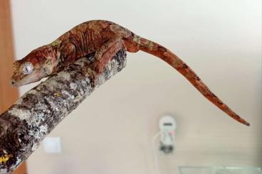 Geckos kaufen und verkaufen Photo: Mniarogekko chahoua, Rhacodactylus auriculatus and ciliatus