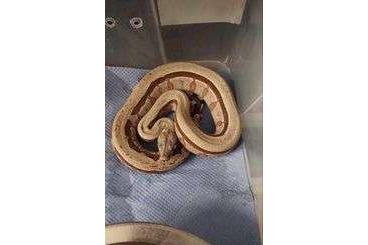 Snakes kaufen und verkaufen Photo: Boa c. amarali - Bolivia (dotted bloodline)