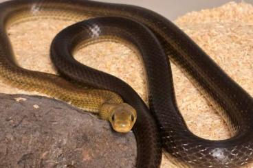 Snakes kaufen und verkaufen Photo: Snake available for Houten 01/06 Snakes kaufen und verkaufen Photo: Snake available for Houten 01/06