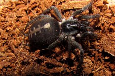 Spinnen und Skorpione kaufen und verkaufen Foto: Ischnothele caudata - female and babies