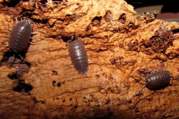 Krebstiere terrestrisch kaufen und verkaufen Foto: Porcellio laevis,Porcellionides pruinosus,Trichorhina Krebstiere terrestrisch kaufen und verkaufen Foto: Porcellio laevis,Porcellionides pruinosus,Trichorhina
