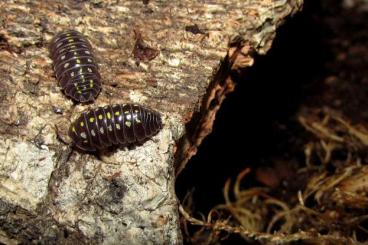 Krebstiere terrestrisch kaufen und verkaufen Foto: Isopods - Armadillidium klugii,vulgare Krebstiere terrestrisch kaufen und verkaufen Foto: Isopods - Armadillidium klugii,vulgare
