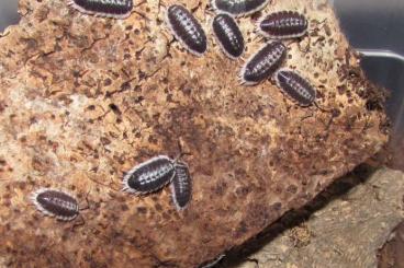 Krebstiere terrestrisch kaufen und verkaufen Foto: Isopods - Porcellio flavomarginatus,scaber,sevilla,spatulatus Krebstiere terrestrisch kaufen und verkaufen Foto: Isopods - Porcellio flavomarginatus,scaber,sevilla,spatulatus