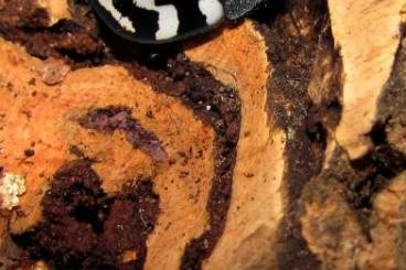 Insects kaufen und verkaufen Photo: Cockroaches Therea olegrandjeani a Lucihormetica verrucosa Insects kaufen und verkaufen Photo: Cockroaches Therea olegrandjeani a Lucihormetica verrucosa