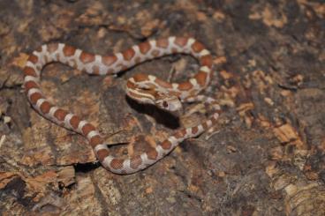 Snakes kaufen und verkaufen Photo: Scaleless and het. scaleless 