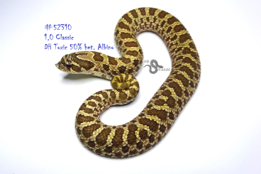 Schlangen kaufen und verkaufen Foto: Heterodon nasicus (Westliche Hakennasennatter) DNZ 2023 aus Hobbyzucht