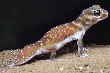 Geckos kaufen und verkaufen Photo: nephrurus, hemitheconyx, pachydactylus and more