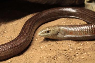 andere Echsen kaufen und verkaufen Foto: glasslizard, legless lizard ophisaurus adopus