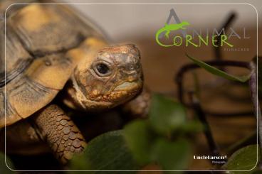 Landschildkröten kaufen und verkaufen Foto: Malacochersus tornieri, testudo hermanni boetgeri