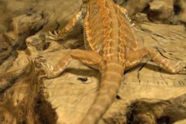 Lizards kaufen und verkaufen Photo: Stocklist Animal corner Pijnacker