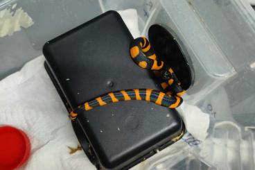 Schlangen kaufen und verkaufen Foto: Bismarck ringed python Cb. 2025 Schlangen kaufen und verkaufen Foto: Bismarck ringed python Cb. 2025