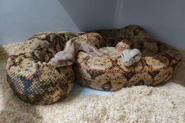 Schlangen kaufen und verkaufen Foto: 2.2 Hog Island boa - Cb.2025 Schlangen kaufen und verkaufen Foto: 2.2 Hog Island boa - Cb.2025